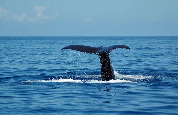 Seaborn雙體船之旅