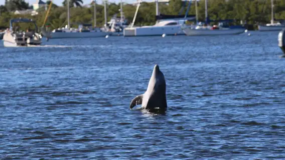 ทัวร์ชมโลมาและเที่ยวชมหาดฟอร์ตไมเออร์ส พร้อมอาหารว่าง