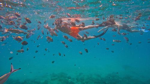Private Snorkeling with turtles with BBQ food 5