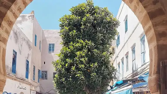 From Marrakech To Essaouira Mogador Full Day Trip | Small-group