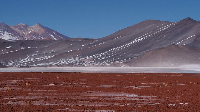 Day Tour to Piedras Rojas and Altiplanic and Chaxa Lagoons