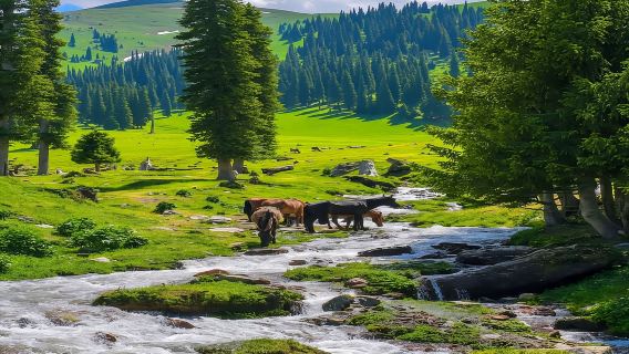 新疆伊犁那拉提拼車一日遊(伊寧起止）】