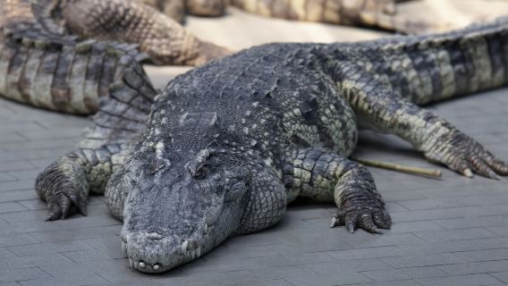 Encuentro con cocodrilos: depredadores prehistóricos vivos, excursión de un día en Singapur