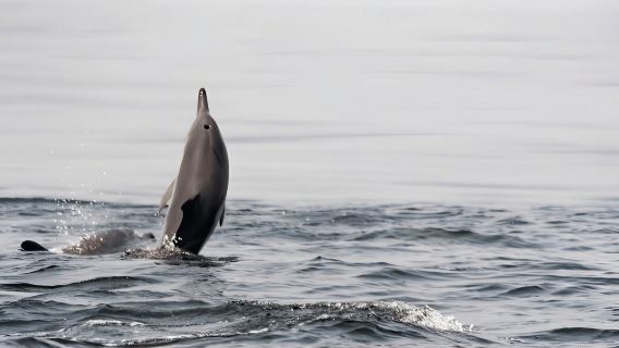 The whale ballet: Cetacean watching off Pointe-Noire