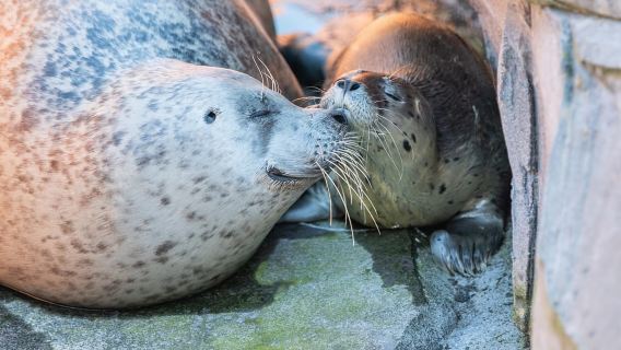 Emmen: Wildlands Adventure Zoo and Rimbula River Boat Ride