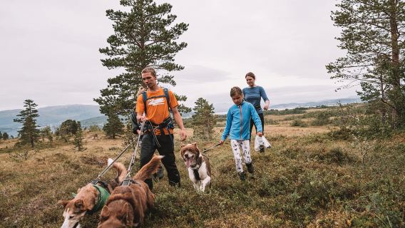 Tromsø: Husky Hike and Puppy Visit with Traditional Lunch