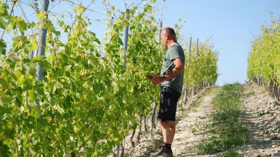 Monforte d'Alba: Barolo-Verkostung, Weinberg- und Kellerbesuch
