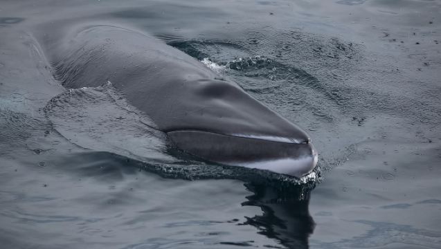 Whale watching in Akurery