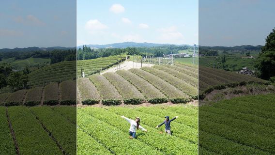 Shizuoka Kiwi Fruit Country Japan