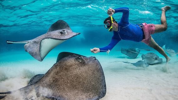 Banc de sable de Stingray City, plongée en apnée à Coral Gardens et Star Fish Point