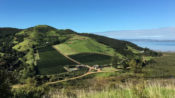 Private Weinberg-Buschwanderung auf Waiheke Island