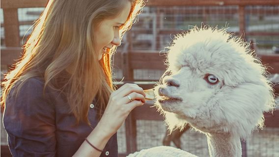 俄羅斯莫斯科羊駝樂園一日遊(親子遊+琥珀博物館+DIY套娃）