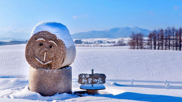 Hokkaido Asahiyama Zoo & Waterfall & Instagrammable Christmas Tree & Elf Stream / Chinese or English Guided Day Trip