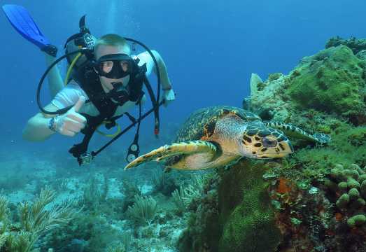 Scuba Diving Under Water Museum and Reef for beginners Scuba Diving Under Water Museum and Reef for beginners