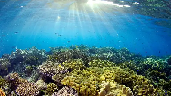 越富國島南島群出海浮潛+體驗跨海纜車-乘坐快艇｜跟團遊或包團