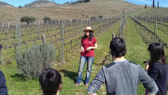 Douro Valley Tour: 2 Vineyard Visits, River Cruise, Winery Lunch