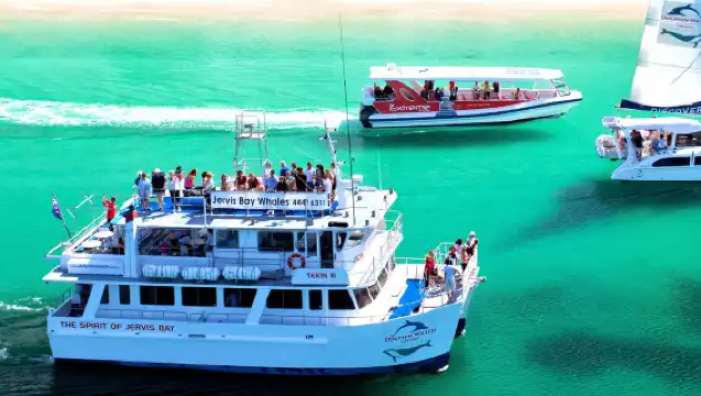 悉尼傑維斯灣出海觀鯨觀海豚遊船（提供茶水熱飲/天天出發/可選班次）