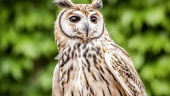 Temaiken Biopark Entry Tickets