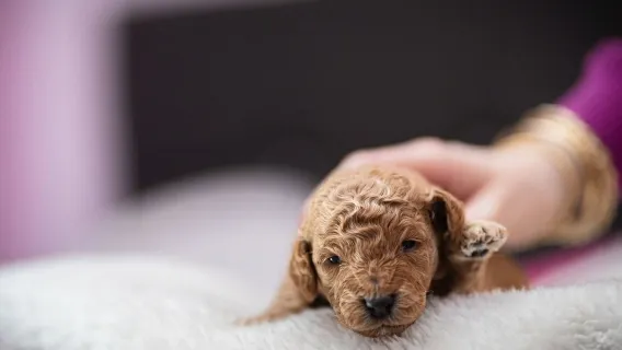 Boarding for Returning Dogs - 3 Days