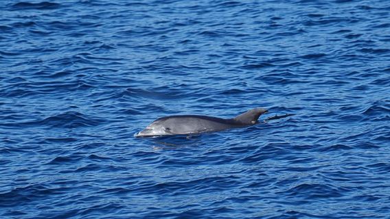 Pula: Delfinbeobachtungs-Bootsfahrt bei Sonnenuntergang mit Abendessen und Getränken