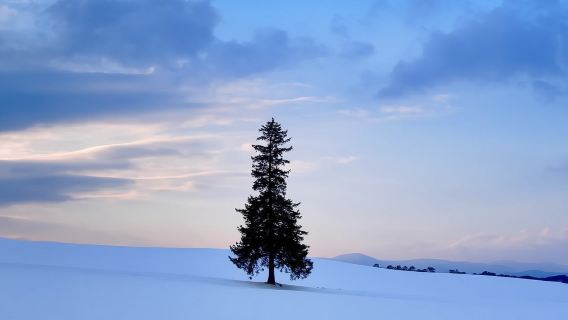 北海道旭川4-9人小團/巴士團|旭川市旭山動物園+白鬚瀑布+聖誕樹