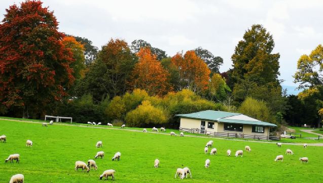 Rotorua to Auckland one-way private charter: Geothermal Park + Agrodome + Blue Spring / Te Waihou Walkway | Tickets not included