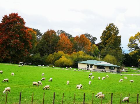 羅托魯瓦至奧克蘭包車單程一日遊：地熱公園+愛歌頓農場+藍泉