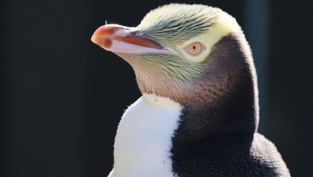 Dunedin Guided Penguin Tour and Peninsula Wildlife & Castle