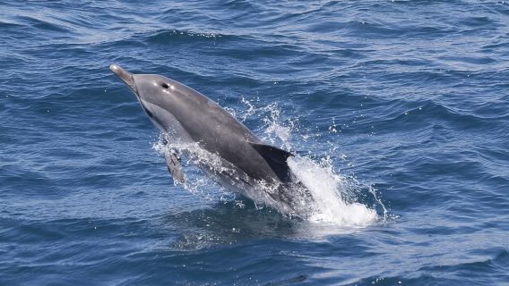 Gibraltar Whale and Dolphin Watching from Seville