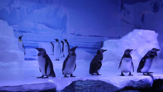 난닝 출발, 베이하이 개인 가이드 1일 투어, 베이하이 언더워터 월드, 실버 비치, 베이하이 옛 거리, 맹그로브, 차오강 스타일 거리, 베이부 만 플라자