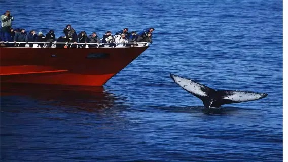 Whale watching in Reykjavik, Iceland with optional departures from Snæfellsnes, Akureyri, Húsavík, or Dalvík (choose between cruise, speedboating, or audio guide)