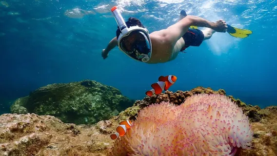 Featured tour starting at 2722 THB: From Bangkok: Nemo Island Experience with Drone Photos and Lunch at Seaside Restaurant