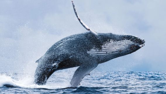 Whale Watching Tour with Professional Guide from Reykjavik