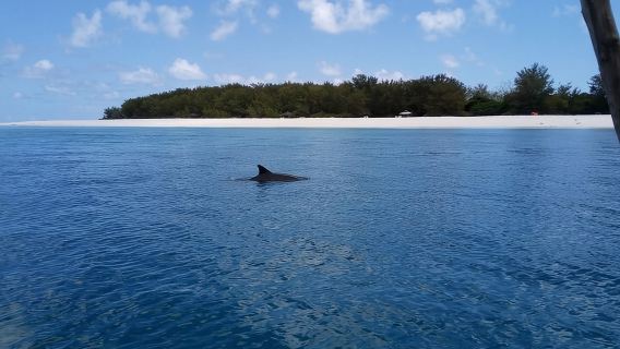 5-Hour Snorkeling, Swimming with Dolphins and Sea Turtles Aquarium