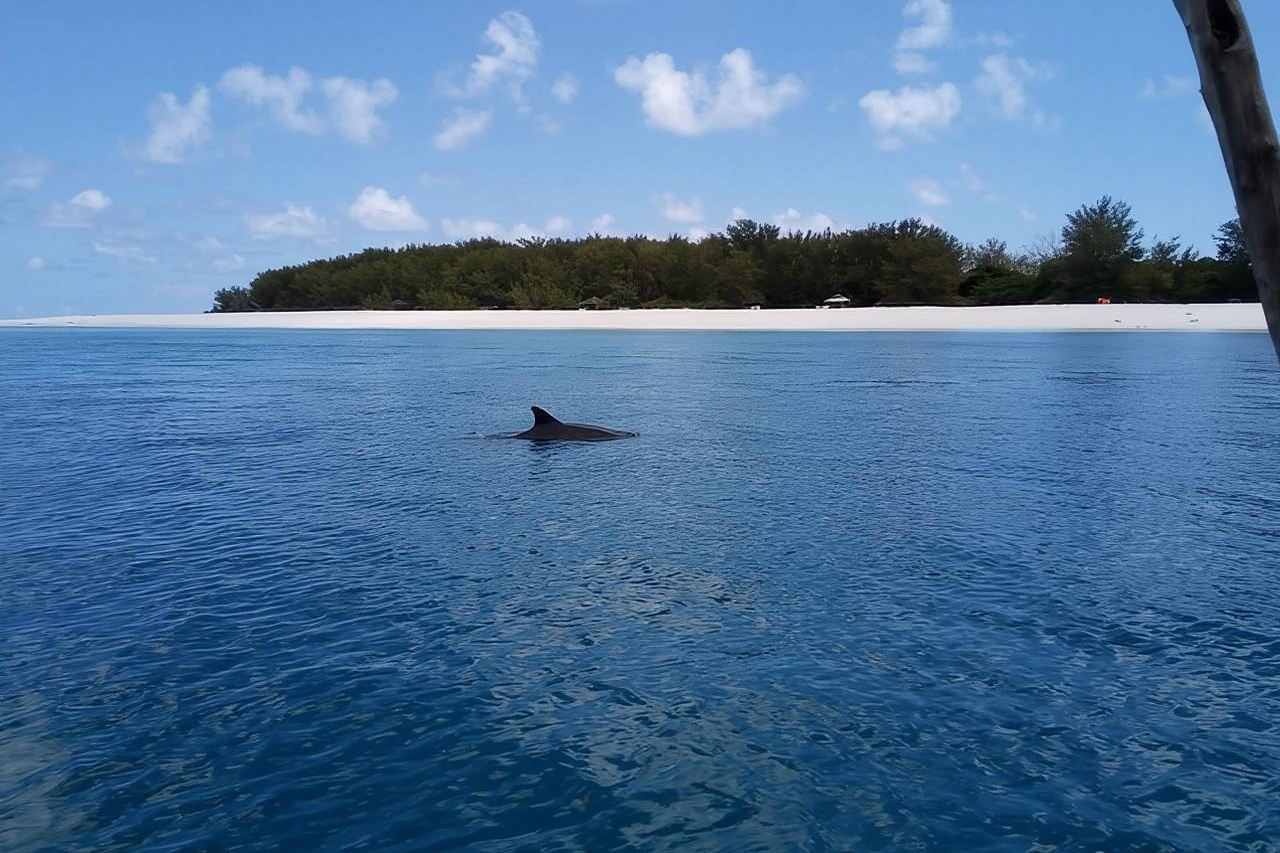5 ore di snorkeling, nuoto con i delfini e acquario con le tartarughe marine