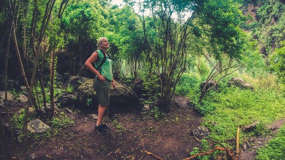 Full-day hiking experience in the rainforest