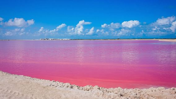 Tour di Las Coloradas, Río Lagartos e Playa Cancunito da Mérida