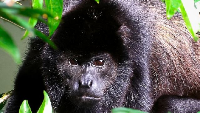 ทัวร์ธรรมชาติพร้อมไกด์ผู้เชี่ยวชาญที่อุทยาน Manuel Antonio
