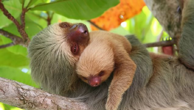 Excursión de un día al Parque Nacional Manuel Antonio desde San José