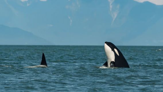 Whale Watching Tour in Tromsø, Norway (MS Gabriele Comfortable Catamaran)