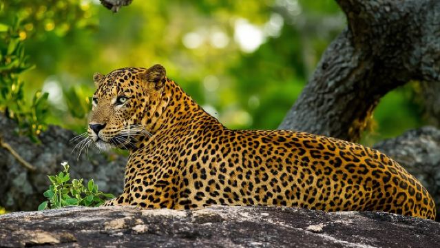 Excursión de un día a Yala Safari desde Bentota/Kalutara/Ahungalla/Hikkaduwa