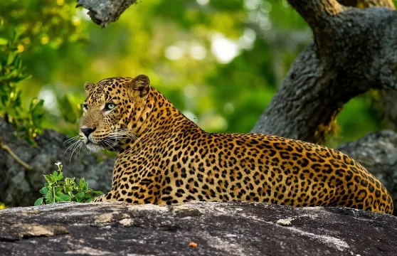 由幫託塔/卡盧特勒/阿洪加拉/希卡杜瓦出發的亞拉野生動物園一日遊