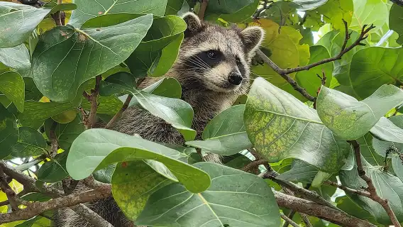 Raccoon Island Exploration on SUP/Kayak