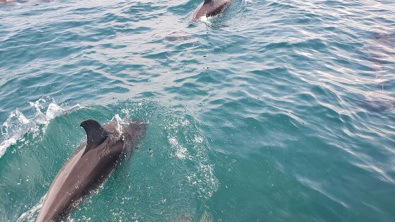 Jacksonville Private Boat Tour Daytime or Sunset, up to 6 people