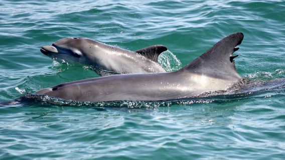 ポート・スティーブンス:イルカ、ランチ、コアラ、サンドボード