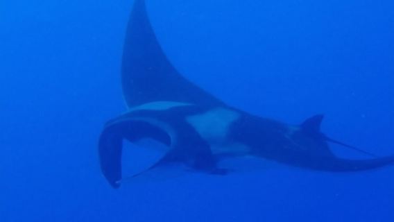 Crociera in barca da Oahu a Diamond Head