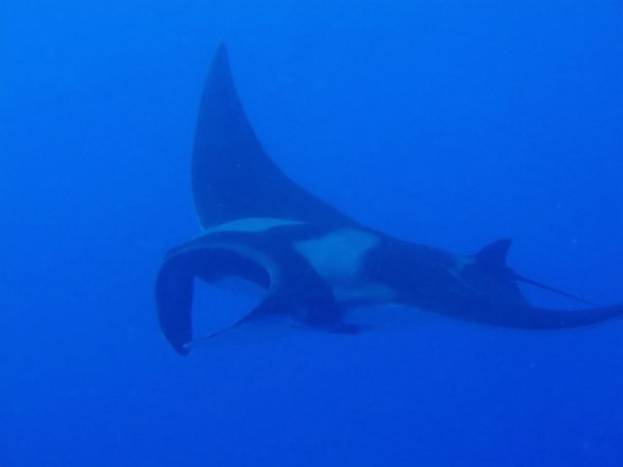 Oahu Boat Cruise to Diamond Head