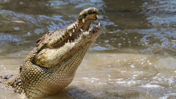 ทัวร์ครึ่งวันสวนจระเข้ฮาร์ทลีย์ แคนส์ ออสเตรเลีย [รวมบริการรับส่งในเมือง + ตั๋วเข้า + ตั๋วเรือ]