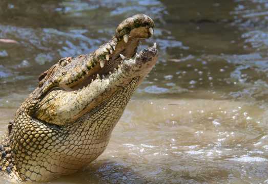 Half-Day Tour to Hartley's Crocodile Adventures in Cairns, Australia [Includes City Transfers + Admission Ticket + Boat Ticket] AUD 125