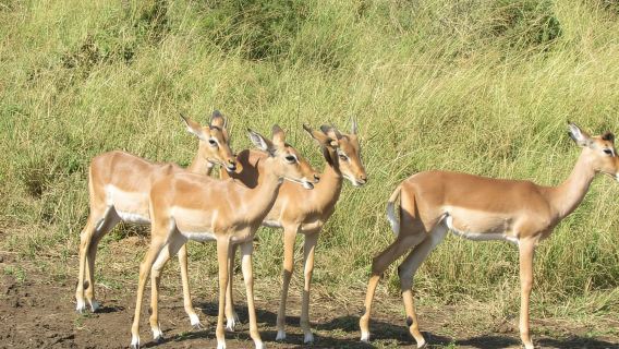 Richards Bay to Hluhluwe-Imfolozi Park Safari Full Day Tour
